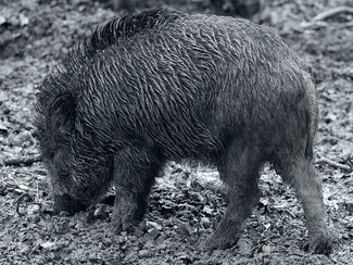 Wild Boar
