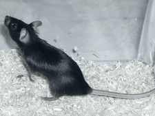 C57BL/6 Mouse