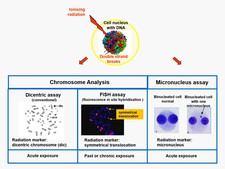 Biological dosimetry: methods