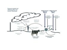 Radionuclide transfer into the biosphere