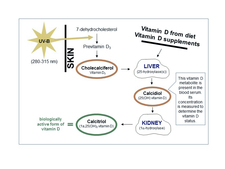 The vitamin D metabolism  The vitamin D metabolism