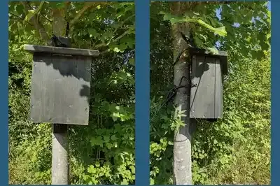 Zwei Fotos von Holzkästen in einem Baum in einer von einem blauen Strich getrennten Collage.