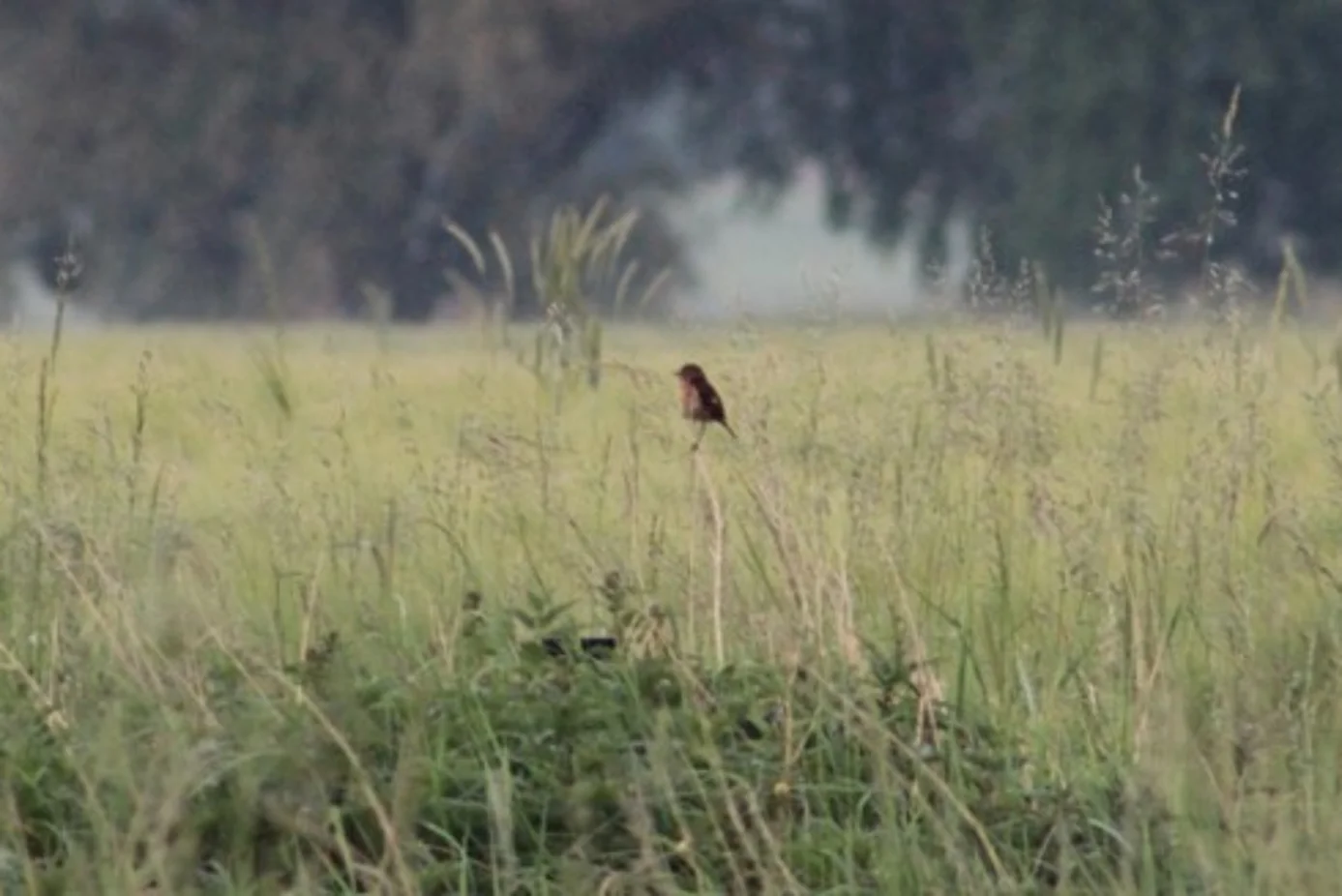 Ein Schwarzkehlchen sitzt auf einem Zweig in einem Feld.
