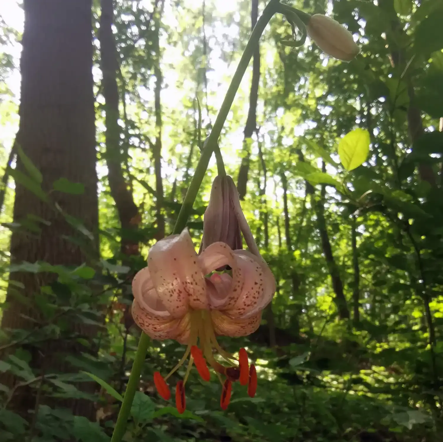 Eine rosa blühende Pflanze am Waldboden. Durch die Bäume fällt Sonnenlicht.