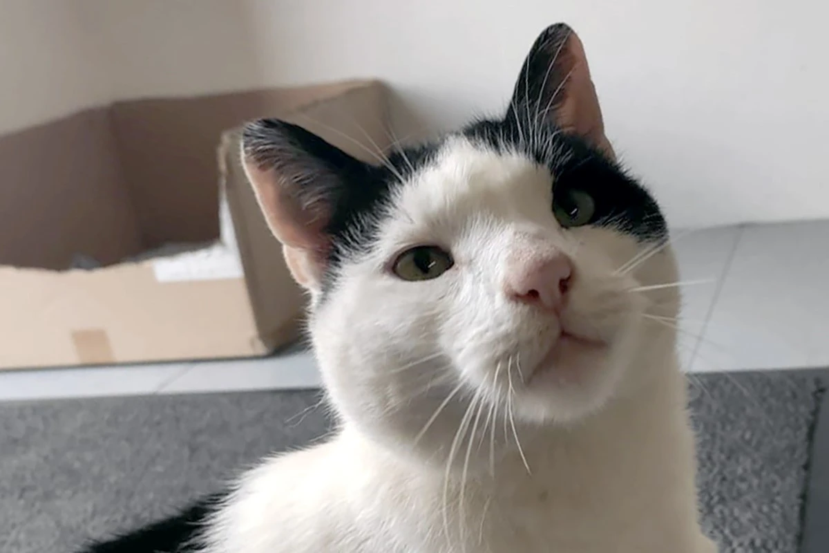 Kater Konrad Einer schwarz-weiße Katze schaut den Betrachter an.