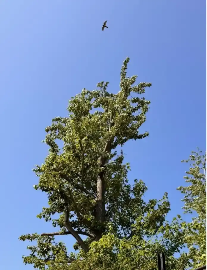 Ein Greifvogel zieht seine Kreise über einem hohen Laubbaum mit grünen Blättern vor einem wolkenlosen, blauen Himmel.