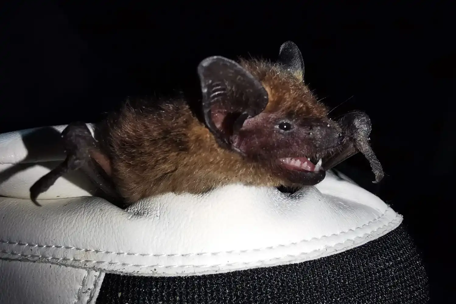 Fledermaus auf einer weißen Unterlage.