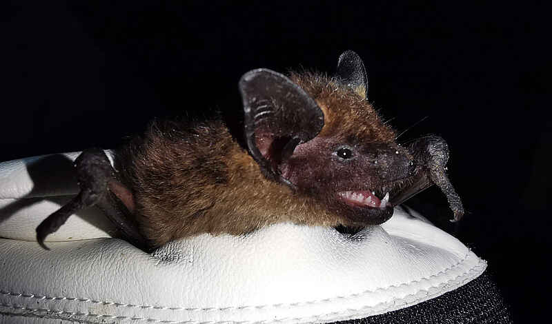 Fledermaus auf einer weißen Unterlage.