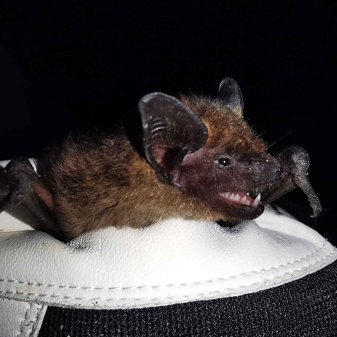 Fledermaus auf einer weißen Unterlage.