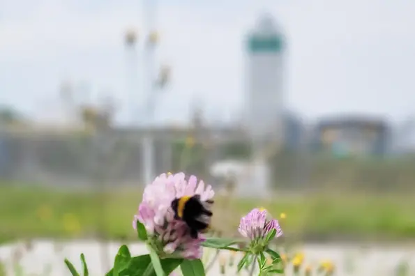 Eine Hummel sammelt an einer Kleeblüte Nektar. Im Hintergrund ist schemenhaft der Förderturm und das Gelände des Endlagers Morsleben zu sehen.