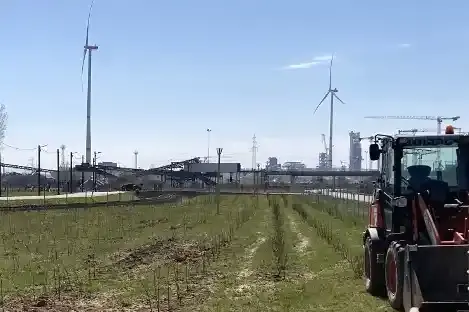 Eine Grünfläche mit neu gepflanzten Bäumen und Sträuchern.