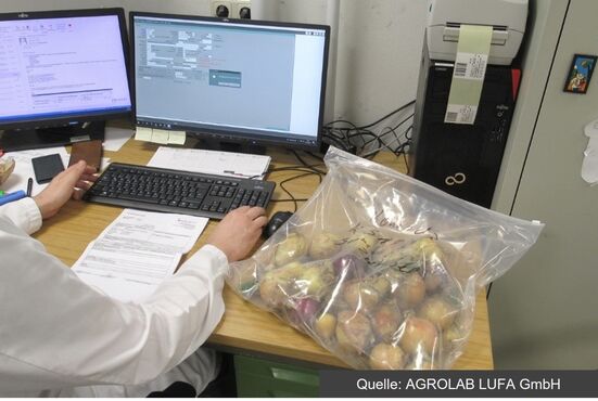 Gemüse wird für eine Probe zur radiologischen Analyse vorbereitet