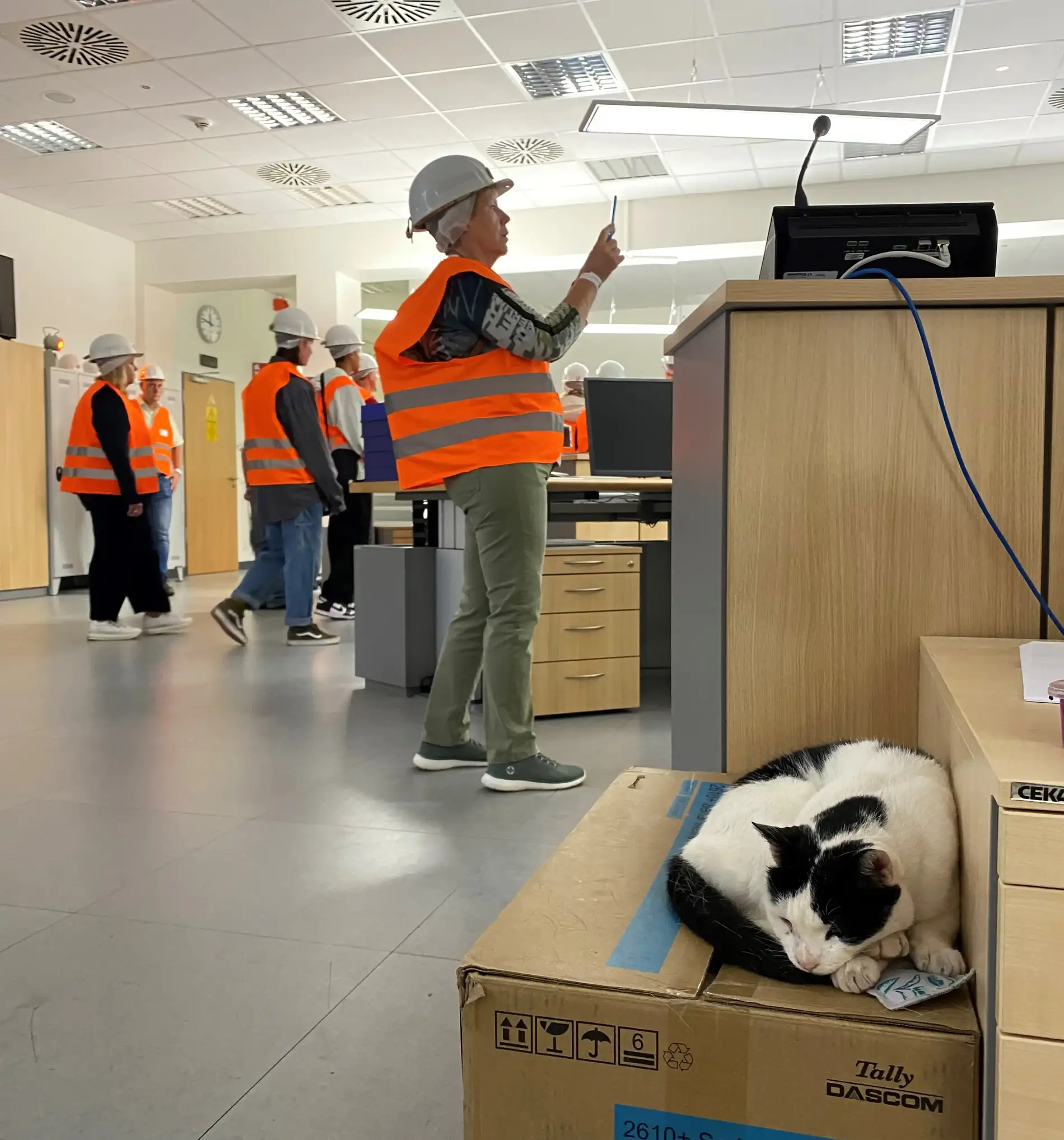 Ein Kater liegt auf einem großen Pappkarton. Dahinter sind Besucher in Warnwesten und mit weißen Schutzhelmen zu sehen.