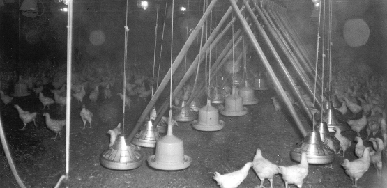 Hühner tummeln sich in einer für die Tiermast umgerüsteten Abbaukammer.