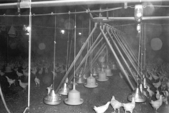 Hühner tummeln sich in einer für die Tiermast umgerüsteten Abbaukammer.