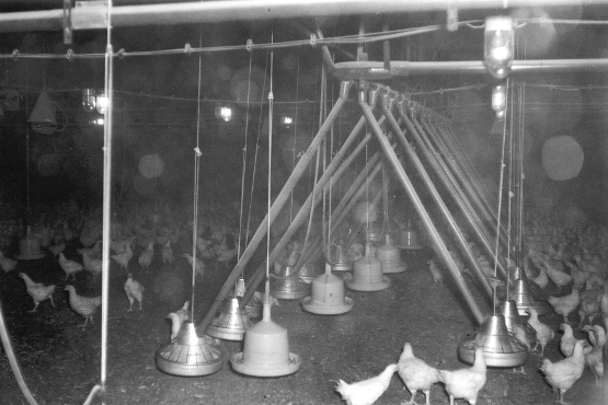 Hühnermastkammer in der Schachtanlage Marie Hühner tummeln sich in einer für die Tiermast umgerüsteten Abbaukammer.