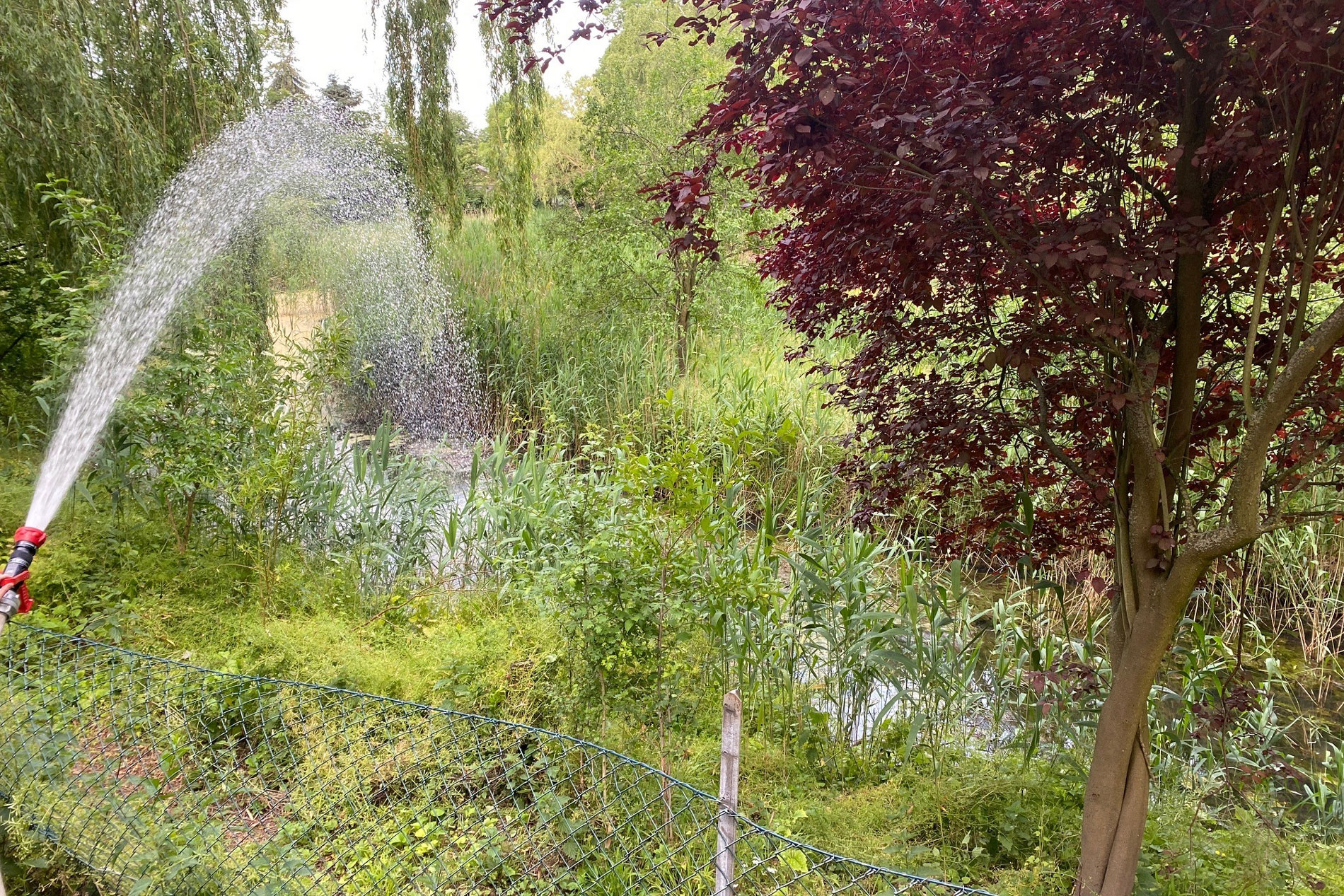 Aus einem Schlauch wird Wasser in einem hohen Bogen in einen Teich verfüllt. 