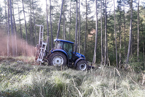 Fahrzeug im Wald