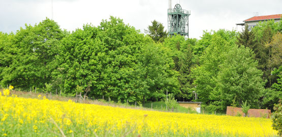 Ein blühendes Rapsfeld vor dem Fördergerüst der Schachtanlage Asse II. Zur Seite "Die Sicherheit"