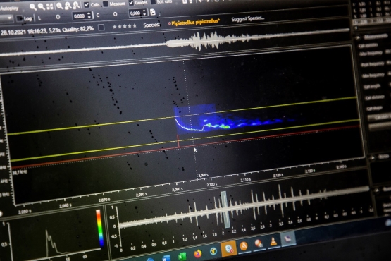 Zu sehen ist ein Computerbildschirm. Auf diesen ist der Ruf einer Fledermaus, der von einem Mikrofon aufgenommen wurde, als Frequenzbild dargestellt.