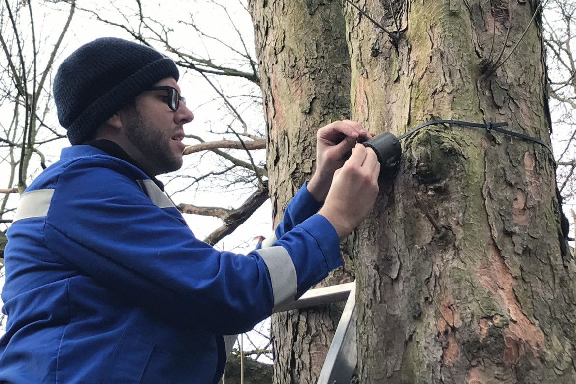 Eine Person steht auf einer Leiter und befestigt ein Gerät an einem Baum